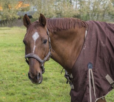 açık kahverengi at başı çim mera üzerinde kapatın