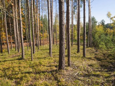 renkli sonbahar yaprak döken kayın ağacı ve Ladin ağacı orman grou