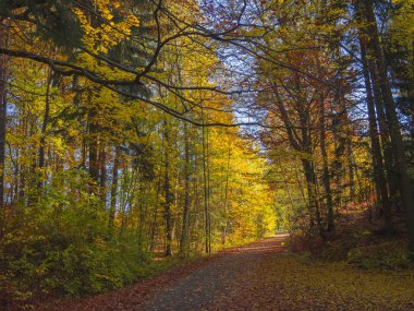 yol renkli sonbahar yaprak döken kayın ağacı ve Ladin ağacı