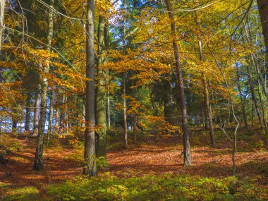 renkli sonbahar yaprak döken kayın ağacı ve Ladin ağacı orman grou