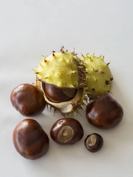 Group of close up fresh horse chestnut on white background — Stock Photo, Image