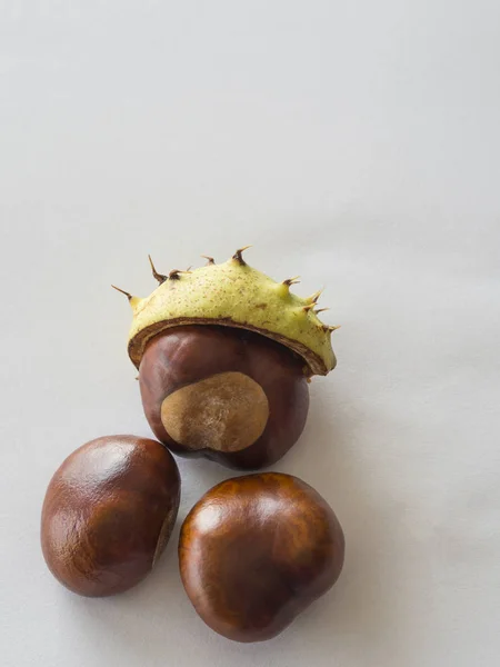 Three close up fresh horse chestnut on white background — Stock Photo, Image