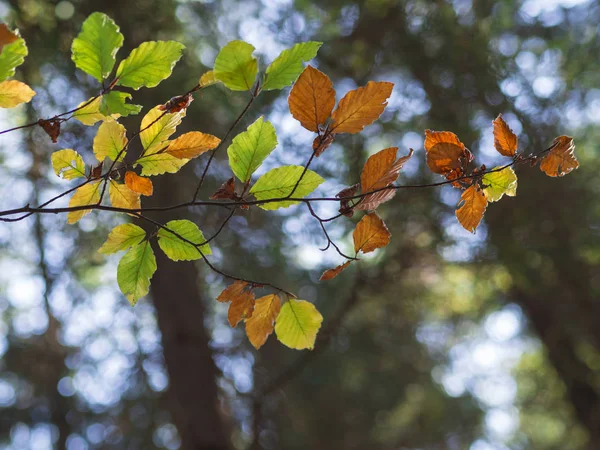 Colorida amieiro árvore outono folhas no bokeh luzes fundo — Fotografia de Stock