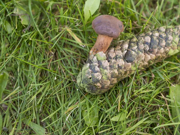 Petit bolet comestible poussant à partir du cône d'épinette sur herbe verte — Photo