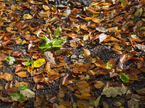 Outono colorido caído folhas de faia molhada no chão da floresta em manhã — Fotografia de Stock
