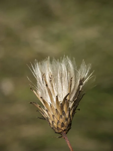 特写枯萎的甲虫头在去焦点的绿色背景 — 图库照片