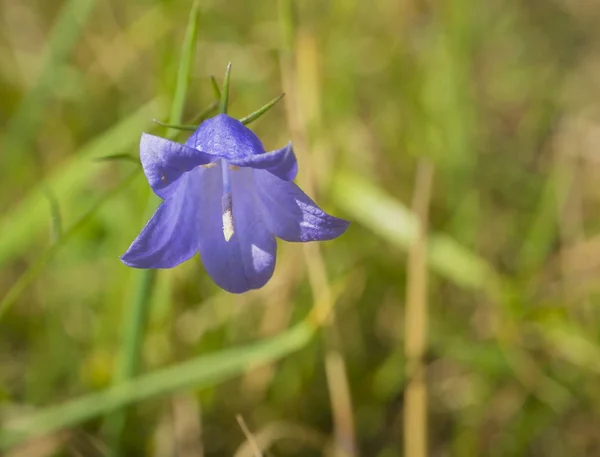 Cerrar una flor de campanilla azul Campanula sobre hierba verde —  Fotos de Stock