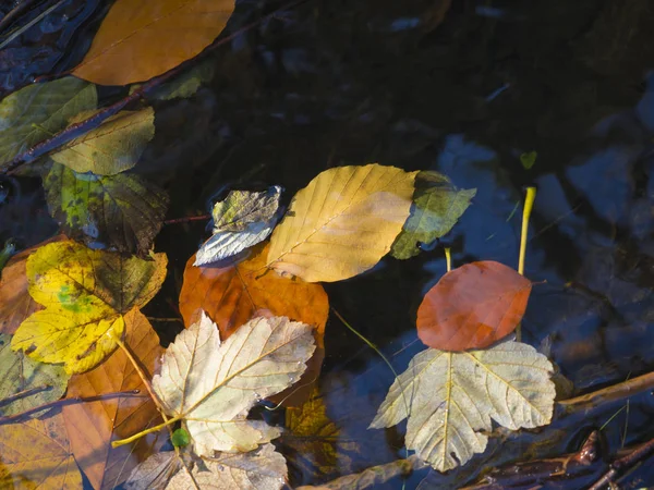 Stäng upp färgglada fallna lönn och beech tree lämnar på vatten ta — Stockfoto