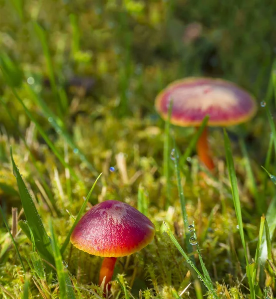 Petit champignon rouge dans l'herbe et mousse dans l'or du matin — Photo