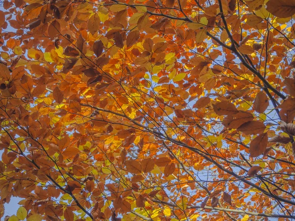 Coloridos ramos de faia laranja folhas de outono naturais backgr — Fotografia de Stock