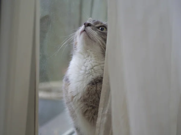 Close up niedliche lustige graue somalische Katze traurig Blick nach oben vor dem Fenster — Stockfoto