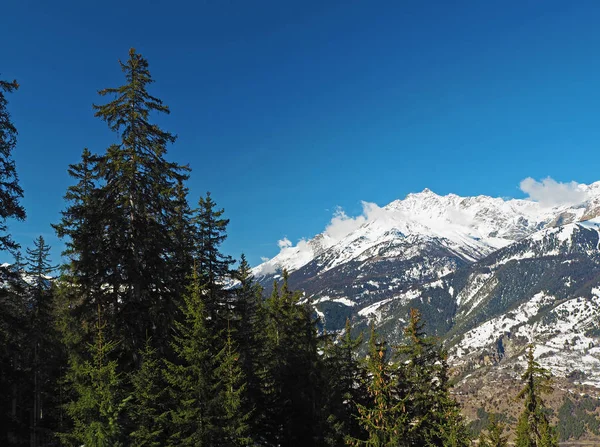 Abeto bosque de árboles y alpes francés Savoy cima de la montaña en soleado —  Fotos de Stock