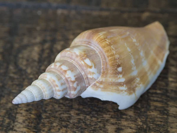 Close up white orange sea snail shell on brown wooden desk — Stock Photo, Image