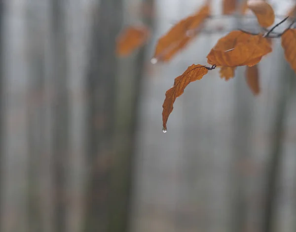 Folhas de faia laranja com queda de chuva desfocada névoa floresta ba — Fotografia de Stock