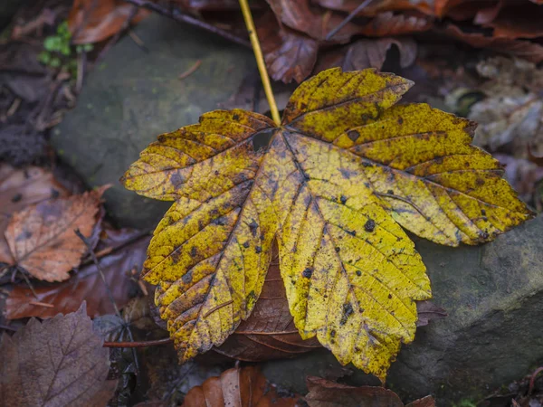 Folha de ácer amarelo molhado na pedra e terra marrom — Fotografia de Stock