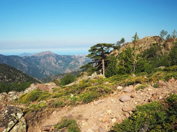 Scenario di alta montagna Alpi Corsica con grande pino, gr — Foto Stock