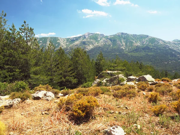 Τοπίο της υψηλής mountainn πράσινο λιβάδι στην alpes corsician με p — Φωτογραφία Αρχείου