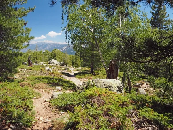 Τοπίο ορεινό μονοπάτι στο Λιβάδι στη corsician alpes με μεγάλο — Φωτογραφία Αρχείου