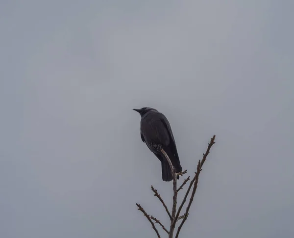 Close up black raven crow sitting on the bare tree branch on gra — Stock Photo, Image