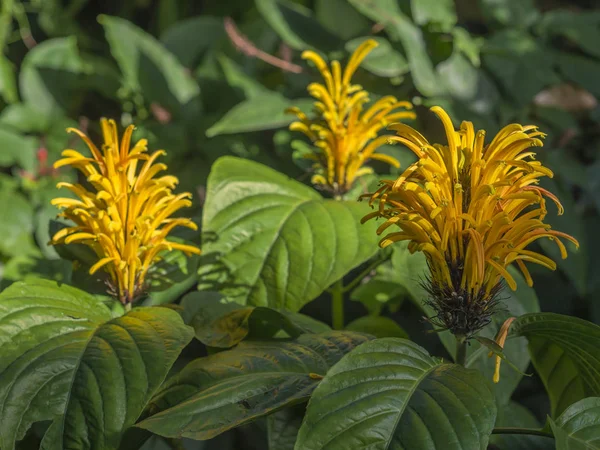 Nahaufnahme Makro-Gruppe von blühenden gelben Blume brasilianische Pflaume - — Stockfoto