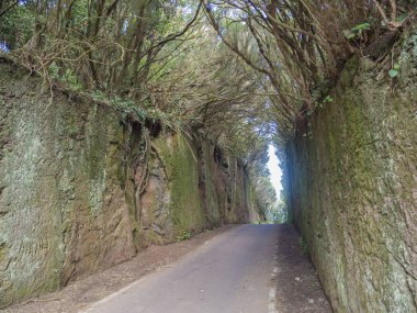 dar asfalt yol gizemli birincil Laurel ormandan gidiyor 