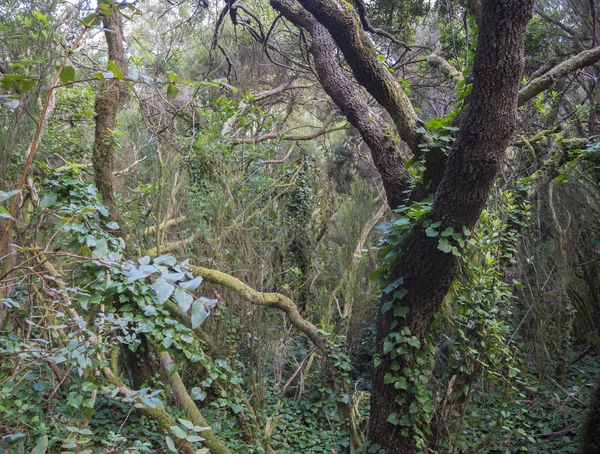 Mystery primární Laurel lesa Laurisilva deštný prales s staré mos — Stock fotografie