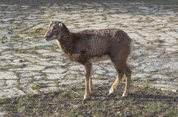 Cllose arriba hembra muflón europeo (Ovis orientalis musimon) stan — Foto de Stock