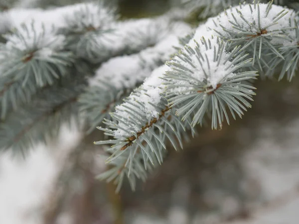 Gros Plan Branche Épinette Argentée Recouverte Neige — Photo