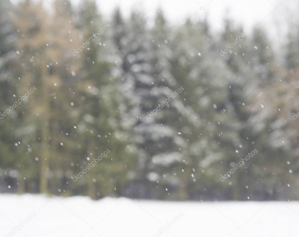 blurred winter spruce tree forrest snowing background snowfall b