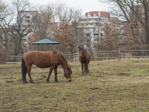 Две рыжие коричневые лошади едят солому на лугу в конце зимы ми — стоковое фото