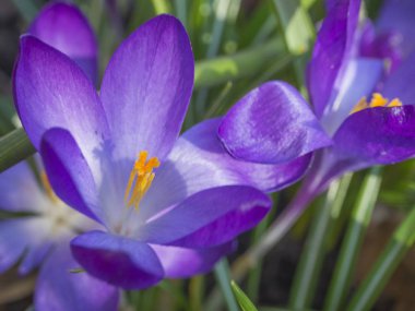 Makro Menekşe Crocus vernus bahar çiçek ufuk g kapatmak