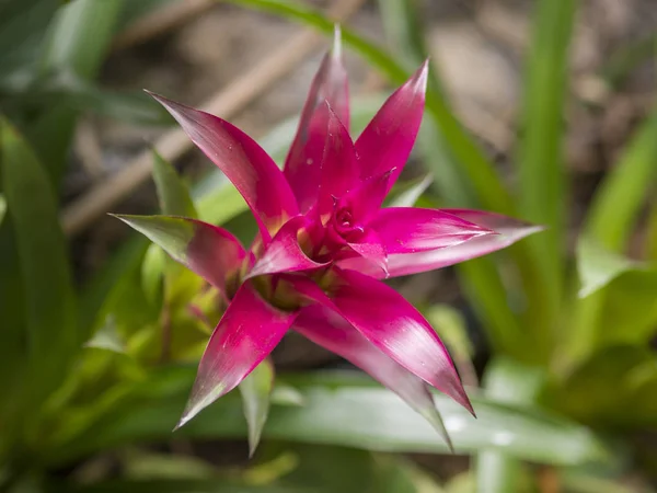 Close up red Bromeliad ( Bromeliaceae) plant tropical flower, se — Stock Photo, Image