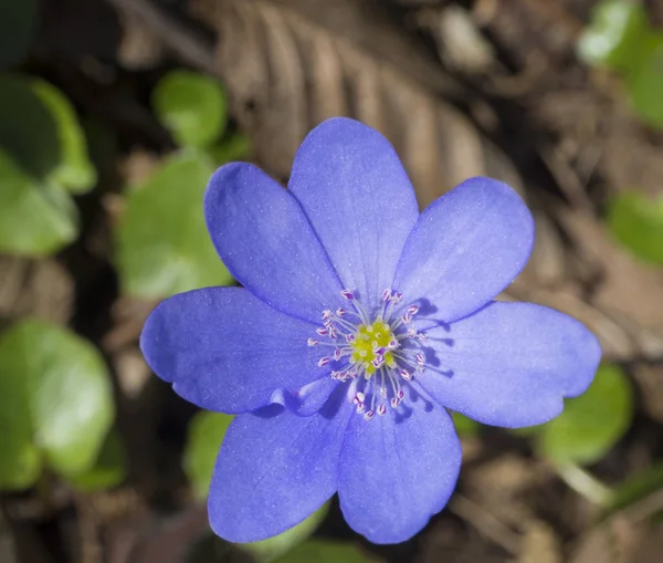 Einzelnes blaues Leberblümchen oder Nierenkraut (Anemonenhaufen) aus der Nähe — Stockfoto