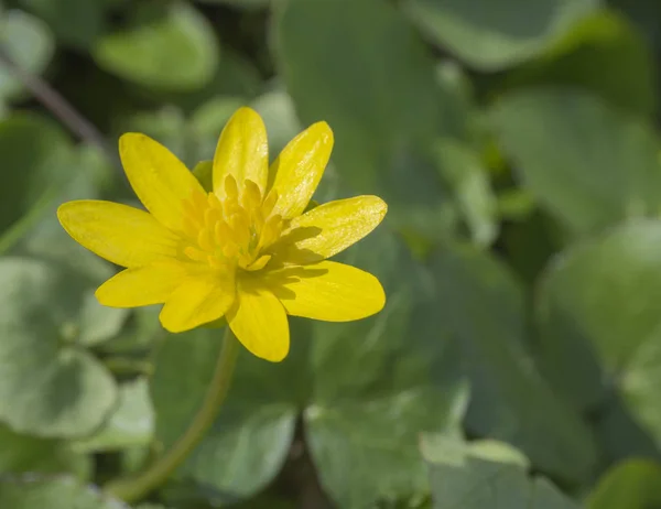 Single close up yellow marsh marigold spring flower selective fo — Stock Photo, Image