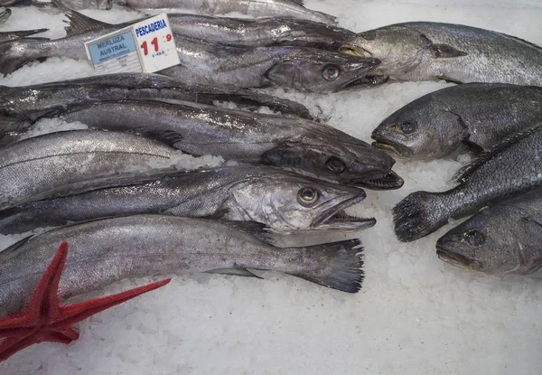 Close up cold iced sea fish on ice Merluccius merluccius (Europe — Stock Photo, Image