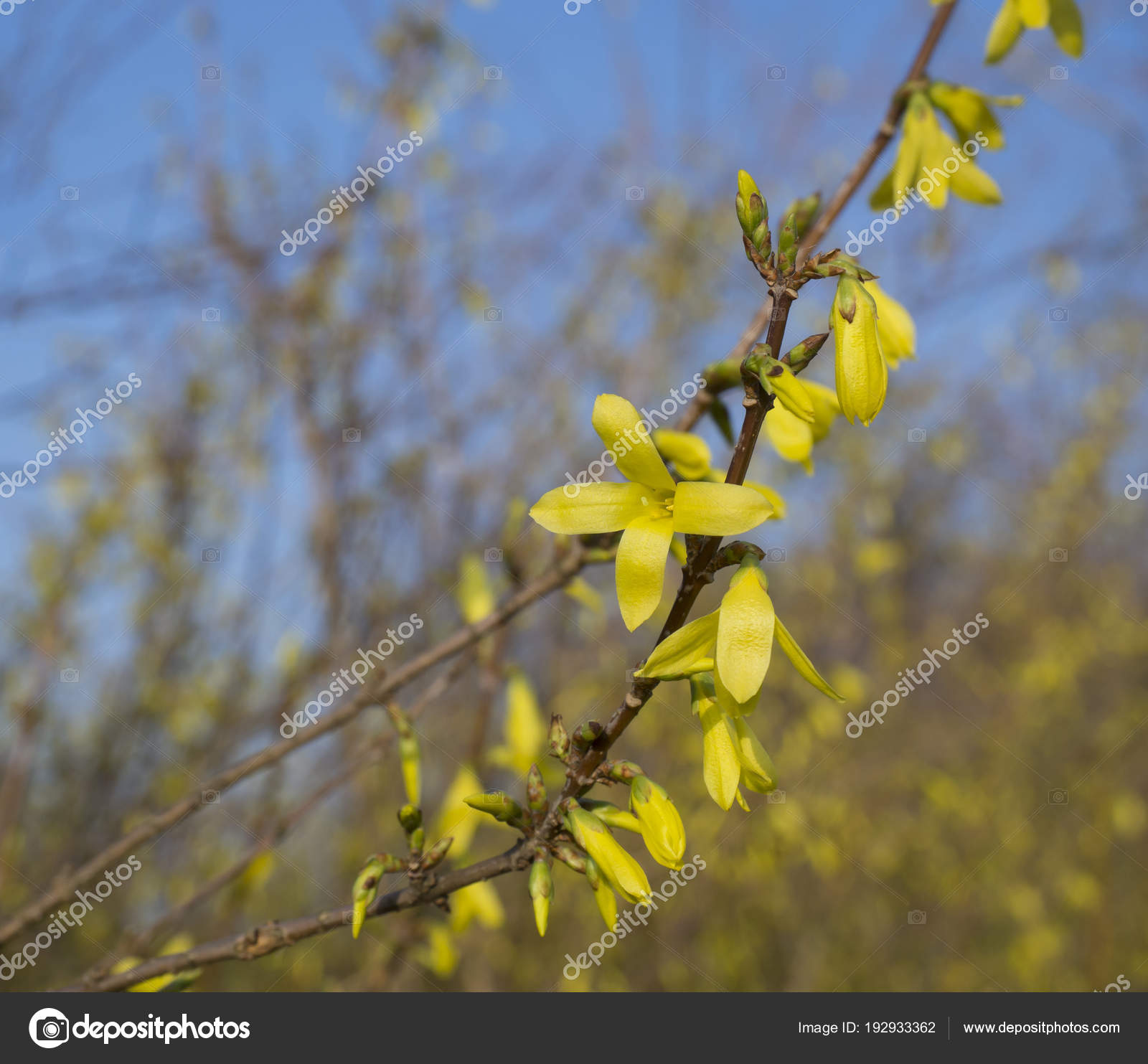 Close Up Blossom Weeping Forsythia Or Golden Bell Flower Forsyt Stock Photo C Henkeova Close Up Blossom Weeping Forsythia Or Golden Bell Flower Forsyt Stock Photo C Henkeova