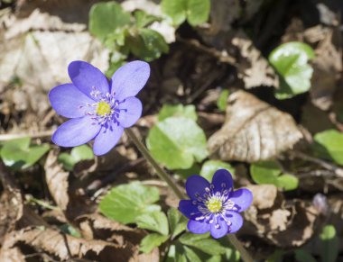 iki mavi yosunları veya kidneywort çiçek kadar (Anemone hepati kapatın