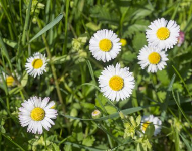 Daisy (Bellis lerdeki) yakından yeşil çimen, seçici odak, Bahar çiçek arka plan avuç