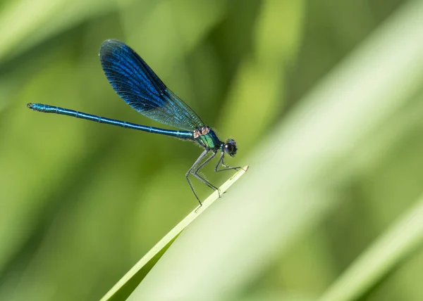 Macro of male Banded Demoiselle, Calopteryx splendens resting on a green leaf. Damselfly of family Calopterygidae. Selective focus, green bokeh background, copy space Royalty Free Stock Photos