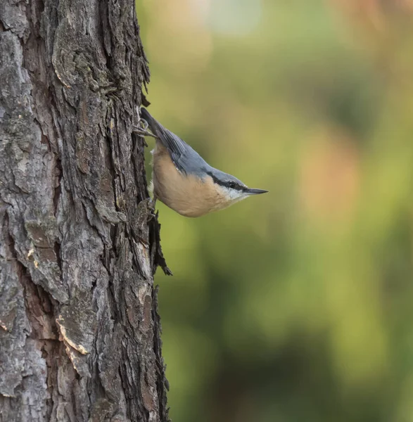 Närbild trä Nuthatch eller Eurasian nuthatch, klättra på lärkträd stam med huvudet ner. Grön bokeh bakgrund, kopiera utrymme. — Stockfoto