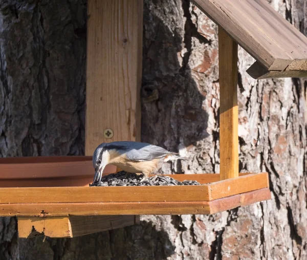 Close up wood Nuthatch or Eurasian nuthatch, Sitta europaea perched on the bird feeder table with sunflower seed. Bird feeding concept — Stock Photo, Image