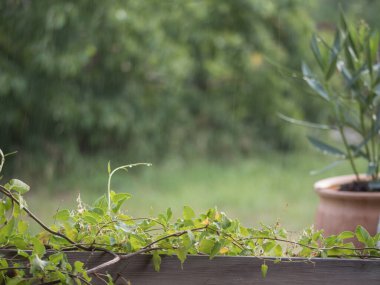 Pergola 'dan ya da balkondan yaz yağmuru manzarası ahşap korkuluklara tırmanma bitkileri yağmur damlaları, bulanık yeşil arka plan, güzel bokeh. Boşluğu kopyala.