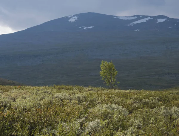 Vackert vildmarkslandskap med gröna buskar, snötäckta berg och ensam björk. Norra Sveriges sommar på Kungsledens vandringsled. — Stockfoto