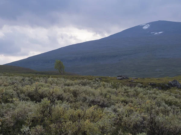 Beau paysage naturel sauvage de Laponie avec des buissons verts, des montagnes enneigées et un bouleau solitaire. Suède du Nord été au sentier de randonnée Kungsleden . — Photo