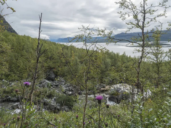 Lapland natuur op Kungsleden wandelpad met Akkajaure meer, groene bergen, rotsblokken, herfst gekleurde struiken, berkenboom en roze distel in mist en wolken — Stockfoto