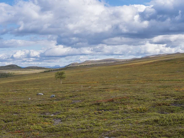 Paysage de la nature de Laponie au sentier de randonnée Kungsleden avec bouleau solitaire, montagnes colorées, rochers, buissons colorés d'automne et bruyère dans la lumière et les nuages dramatiques — Photo