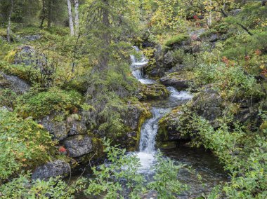 İsveç Laponya 'daki Sarek Ulusal Parkı' nda küçük bir orman deresi. Erken sonbahar renkleri