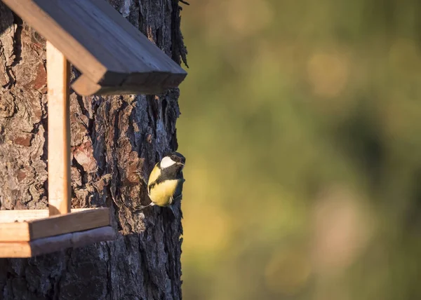 Nahaufnahme Kohlmeise, Parus major Vogel, der mit Sonnenblumenkernen auf dem Vogelfuttertisch hockt. Vogelfütterungskonzept. Selektiver Fokus. — Stockfoto