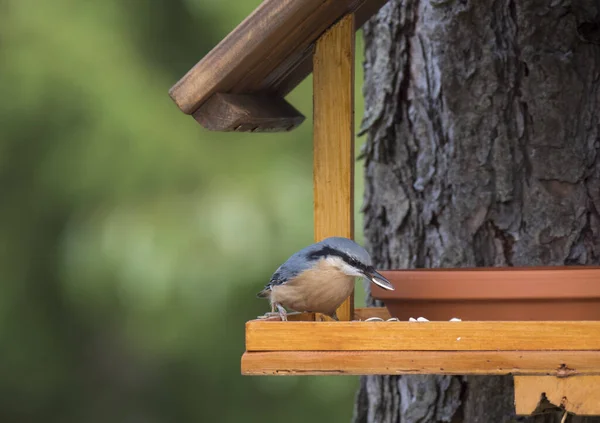 Close-up hout Nuthatch of Euraziatische nuthatch, Sitta europaea op de vogelvoedertafel met zonnebloempitten. Vogelvoederconcept — Stockfoto