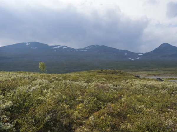 Vackert vildmarkslandskap med gröna buskar, snötäckta berg och ensam björk. Norra Sveriges sommar på Kungsledens vandringsled. — Stockfoto